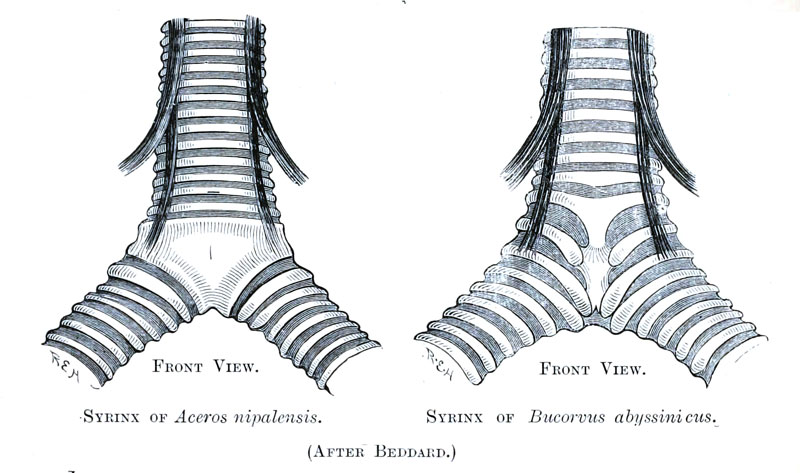 F.E. Beddard (1858-1925), Syrinx Bucerotidae, als gemeinfrei gekennzeichnet, Details auf Wikimedia Commons